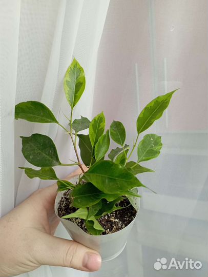 Фикусы разные