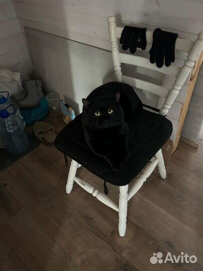 Чёрный принц