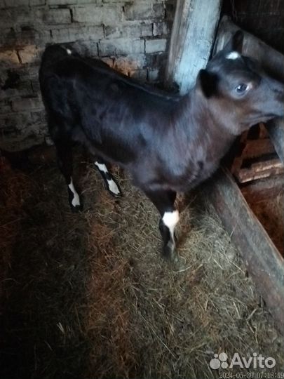 Айширский бычок