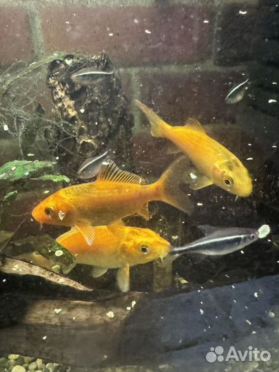 Золотой карп