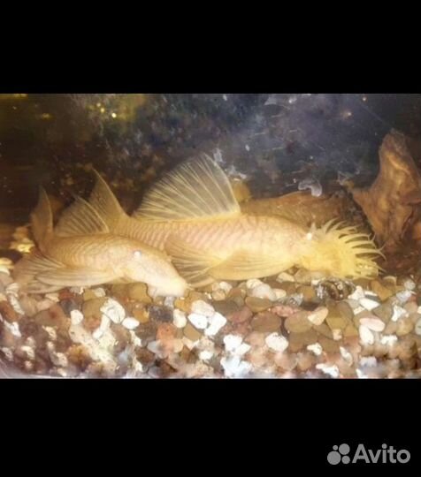 Анциструсы сомы взрослые