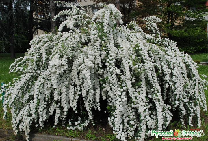 Спирея ниппонская Сноумаунд (Spiraea)