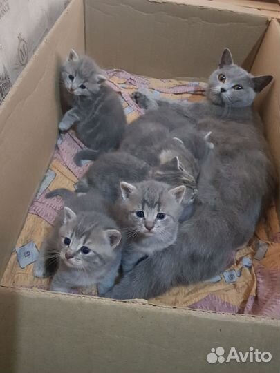 Котята только в добрые руки