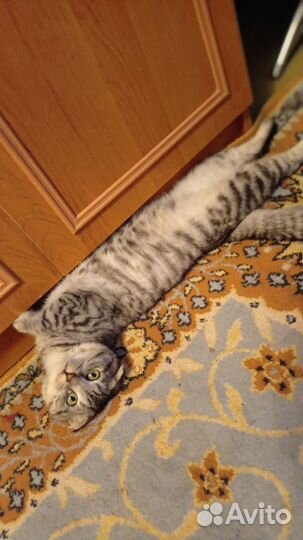 Шотландский Скоттиш Фолд вязка