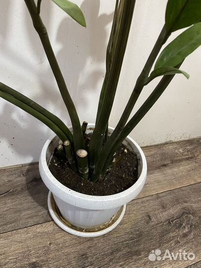 Замиокулькас