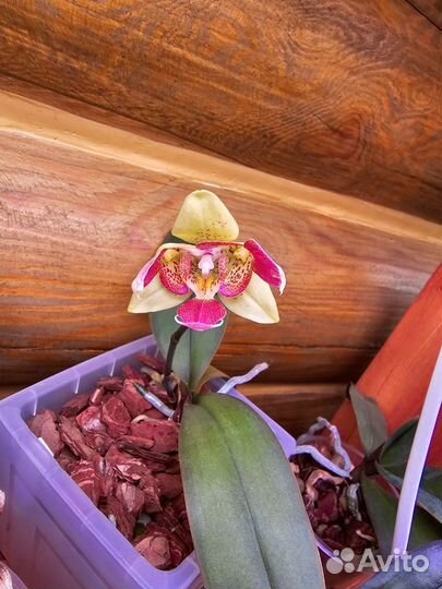 Орхидея фаленопсис трилипс