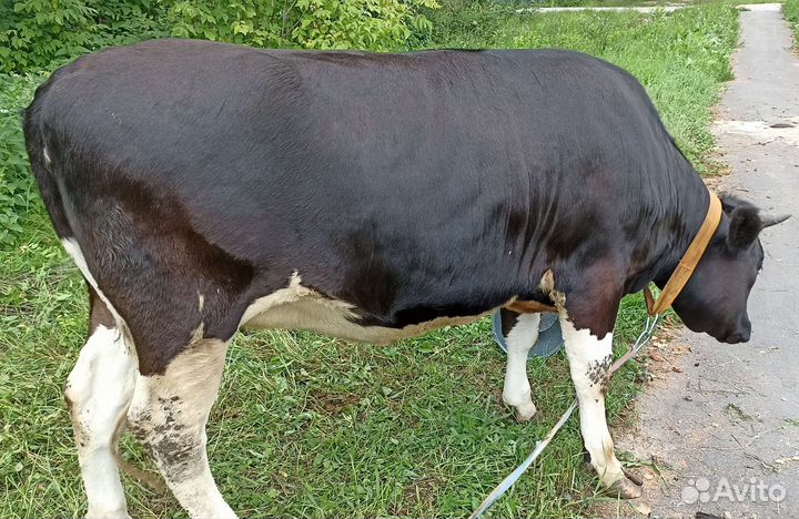 Корова тёлка