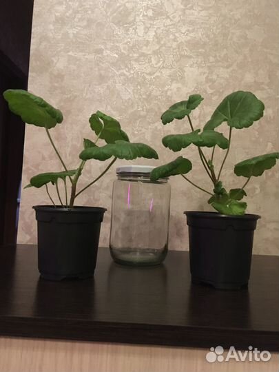 Герань (пеларгония)