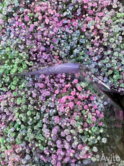 Гипсофила опт и розница