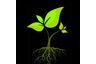 GrowVit - товары для растениеводства