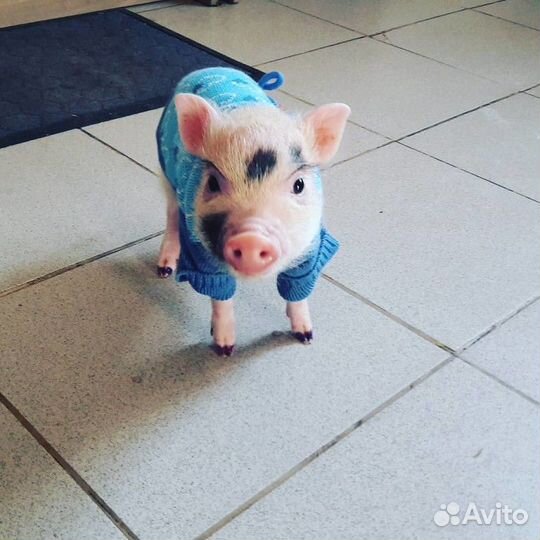 Микропиги, минипиги, карликовые свинки