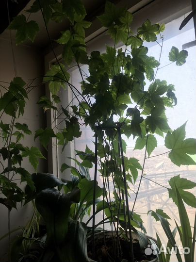 Комнатные цветы