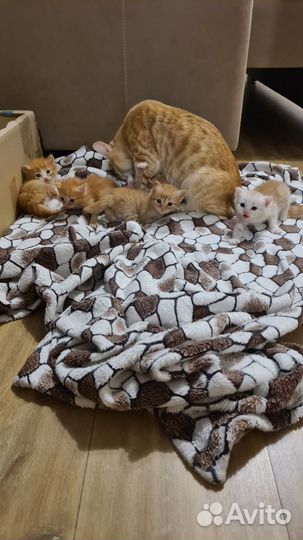 Котята в добрые руки