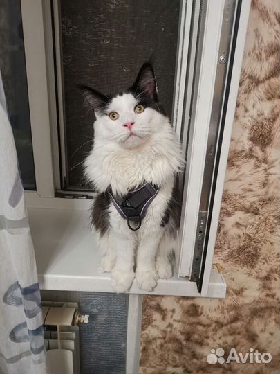 Кот мейн-кун вязка