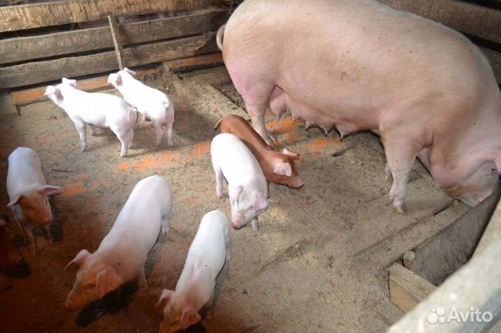 Домашняя натуральная парная свинина