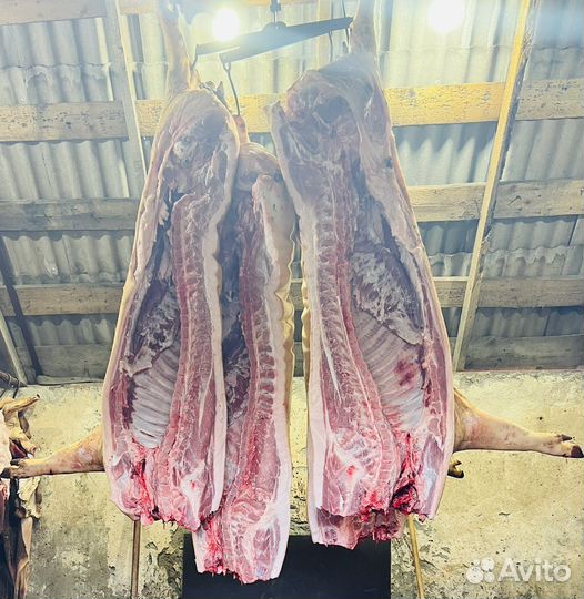 Мясо Свинина Говядина