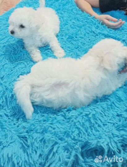 Бишон фризе вязка мальчик