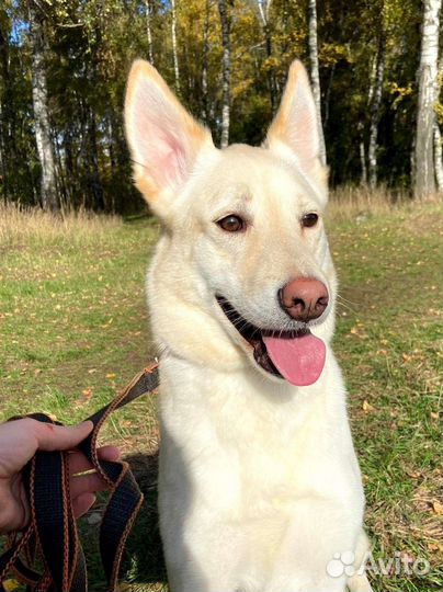 Собака пропадает в приюте