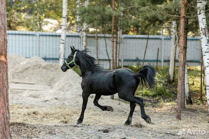 Фризский жеребец