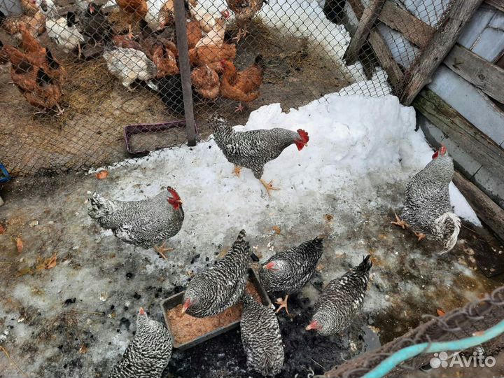 Инкубационное яйцо смешанных пород кур