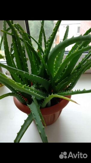 Алоэ (лечебный) столетник (15лет)