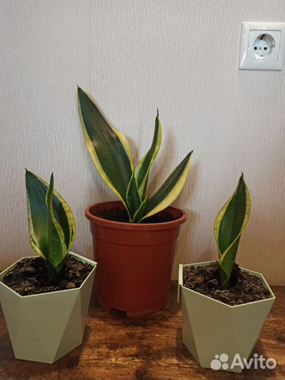Сансевиерия лауренти сортовая