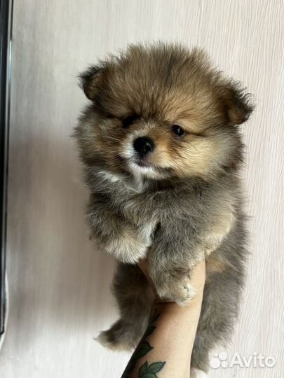 Щенки шпица