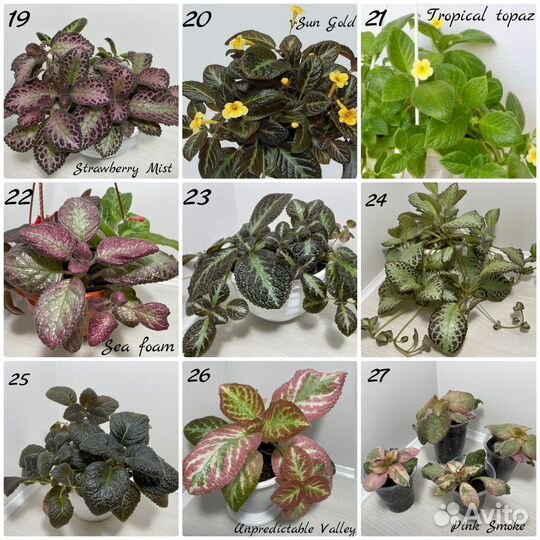 Эписции сортовые Часть3