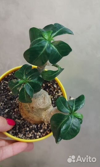 Адениум мини