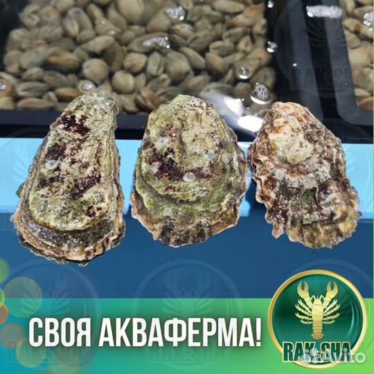 Устрицы живые Императорские Мидии Морепродукты