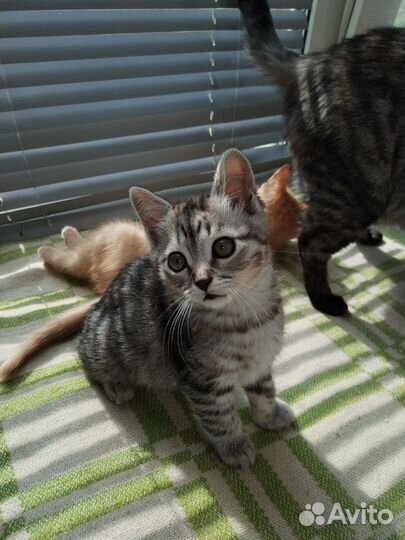 Котятам 2 месяца, лоток на отлично