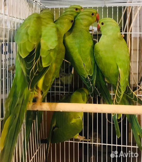 Ожереловый попугай птенцы