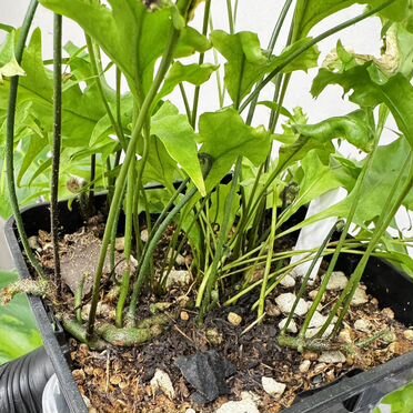 Папоротник Микросорум Сколопендриум