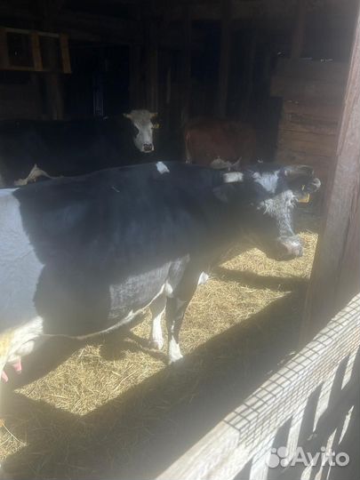 Корова высокоудойная