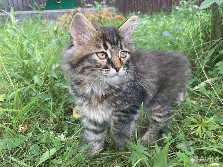 Котята отдам в добрые руки