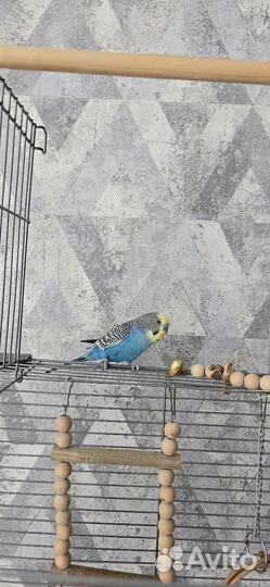 Продам попугая волнистого