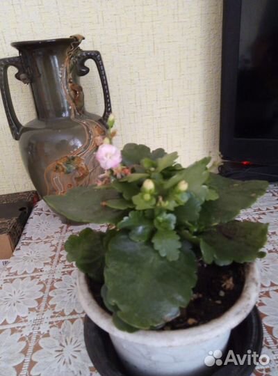 Доллоровое дерево, денежное дерево, каланхое