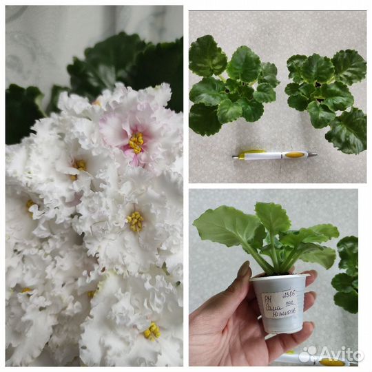 Фиалки сортовые белоцветковые