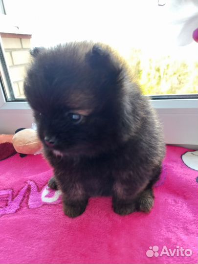 Щенки шпица