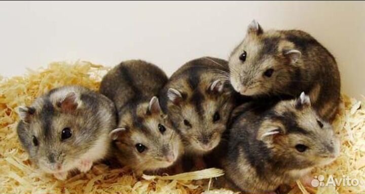 Продам джунгарских хомячков