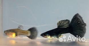 Гуппи, молинезии, меченосцев, сомики