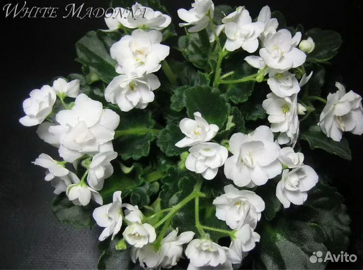 Букет невесты