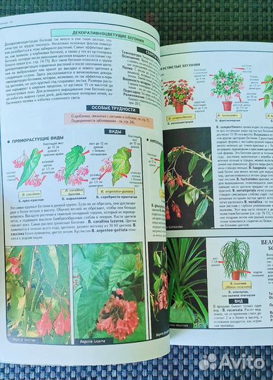 Книга комнатные растения