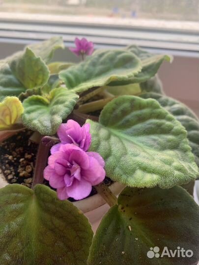 Фиалки детки