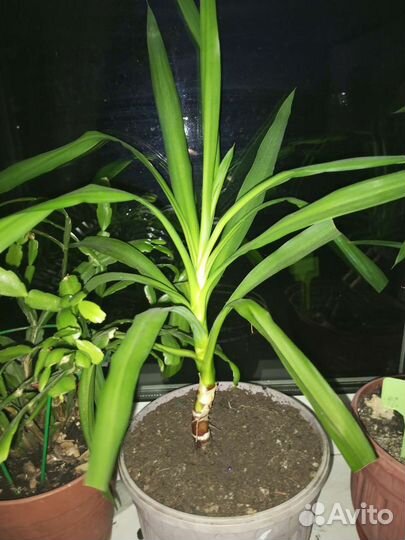 Пальма юкка