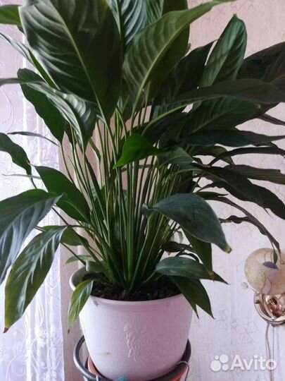 Комнатные растения Спатифиллум