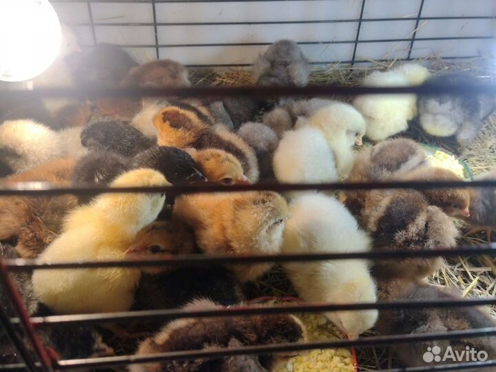 Цыплята