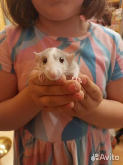 Крысы, 2 месяца