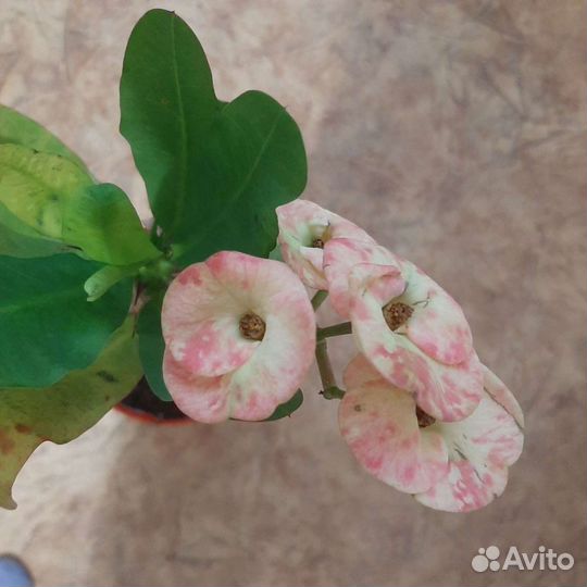 Молочай миля,эуфорбия цветущие, отростки,сортовые