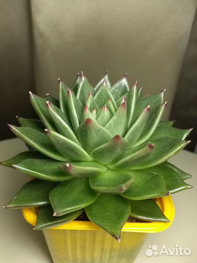 Суккуленты